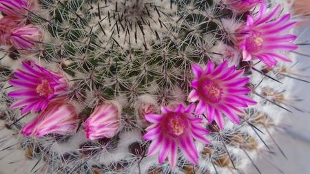 Mammillaria formosa ssp. chionocephala