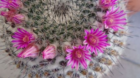 Mammillaria formosa ssp. chionocephala