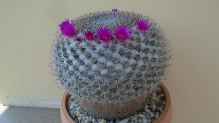 Mammillaria hahniana