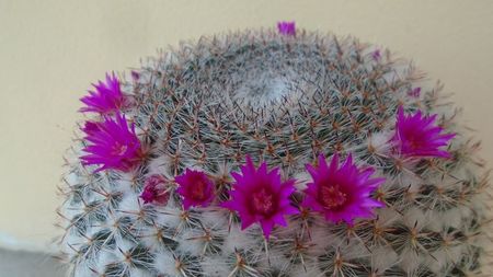 Mammillaria hahniana