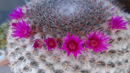 Mammillaria hahniana