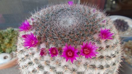 Mammillaria hahniana