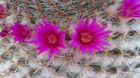 Mammillaria hahniana