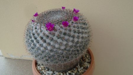 Mammillaria hahniana