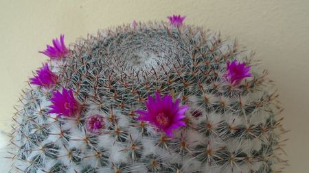 Mammillaria hahniana