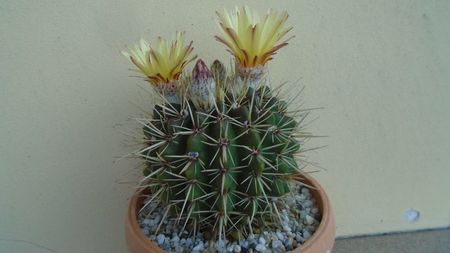 Notocactus mammulosus (Parodia mammulosa)