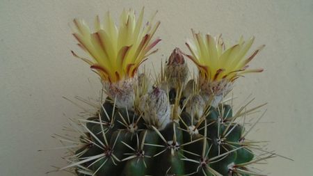 Notocactus mammulosus (Parodia mammulosa)