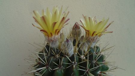 Notocactus mammulosus (Parodia mammulosa)