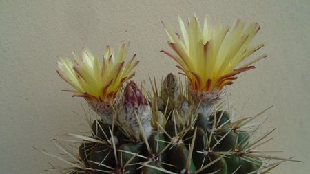 Notocactus mammulosus (Parodia mammulosa)