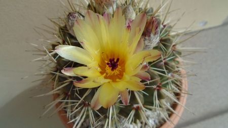 Notocactus mammulosus (Parodia mammulosa)