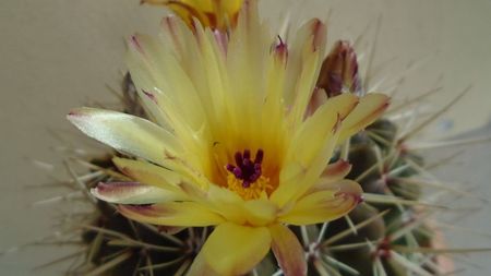 Notocactus mammulosus (Parodia mammulosa)