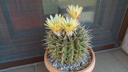 Notocactus mammulosus (Parodia mammulosa)