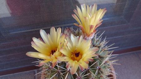 Notocactus mammulosus (Parodia mammulosa)