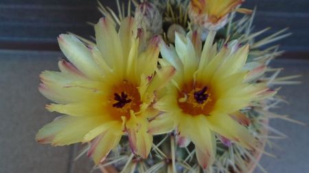 Notocactus mammulosus (Parodia mammulosa)