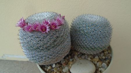 Mammillaria perbella cv. superfina; replantat in 17 iun. 2020
