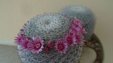 Mammillaria perbella cv. superfina