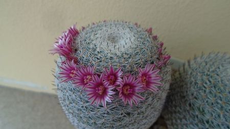 Mammillaria perbella cv. superfina