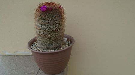 Mammillaria spinosissima