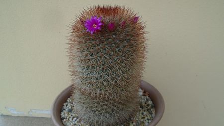 Mammillaria spinosissima