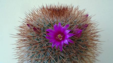 Mammillaria spinosissima