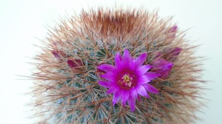 Mammillaria spinosissima