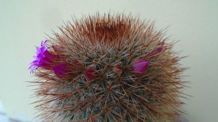 Mammillaria spinosissima