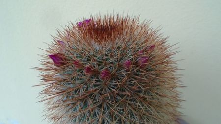 Mammillaria spinosissima