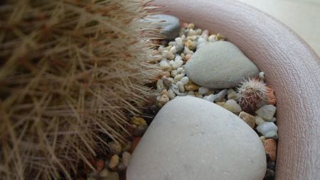 Mammillaria spinosissima