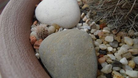 Mammillaria spinosissima