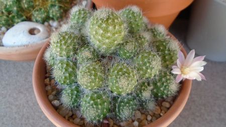 Rebutia cv. sunrise