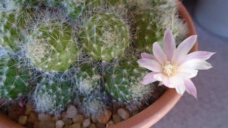 Rebutia cv. sunrise