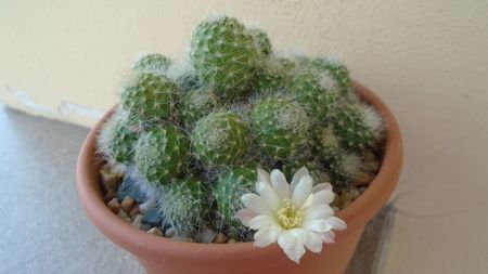 Rebutia cv. sunrise