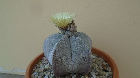 Astrophytum coahuilense