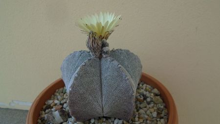 Astrophytum coahuilense