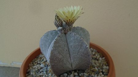 Astrophytum coahuilense