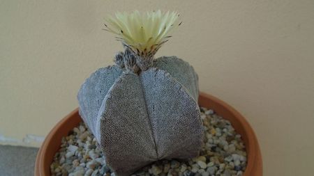 Astrophytum coahuilense