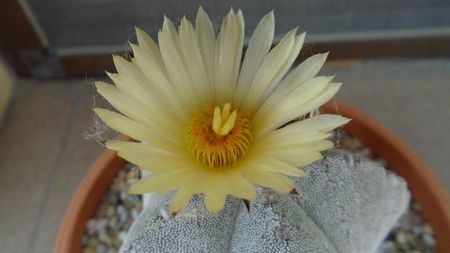 Astrophytum coahuilense