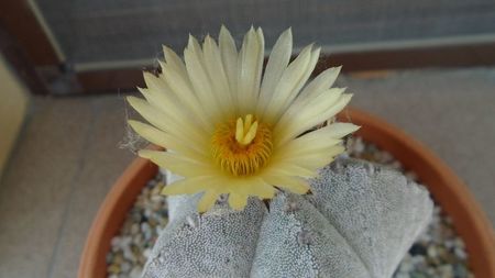 Astrophytum coahuilense