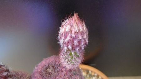 Echinocereus rigidissimus ssp. rubispinus