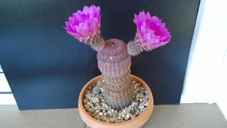 Echinocereus rigidissimus ssp. rubispinus