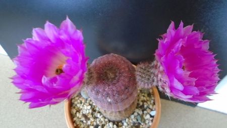 Echinocereus rigidissimus ssp. rubispinus