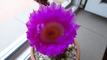 Echinocereus rigidissimus ssp. rubispinus