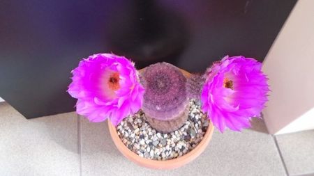 Echinocereus rigidissimus ssp. rubispinus