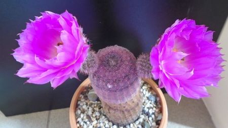 Echinocereus rigidissimus ssp. rubispinus