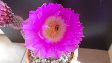 Echinocereus rigidissimus ssp. rubispinus