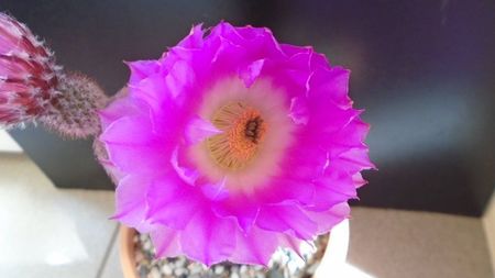 Echinocereus rigidissimus ssp. rubispinus