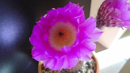 Echinocereus rigidissimus ssp. rubispinus