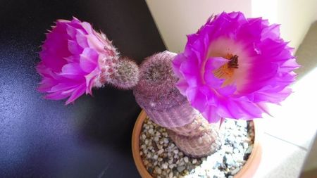 Echinocereus rigidissimus ssp. rubispinus