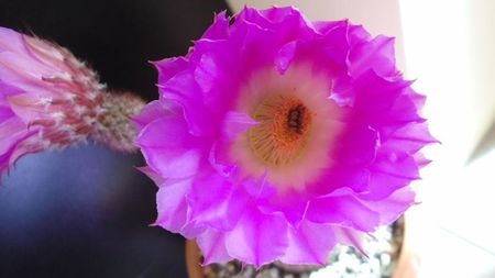 Echinocereus rigidissimus ssp. rubispinus