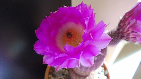 Echinocereus rigidissimus ssp. rubispinus